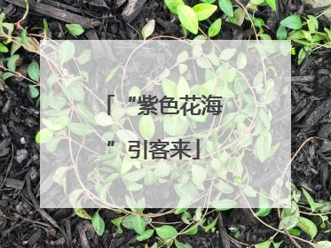 “紫色花海”引客来