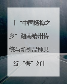 “中国杨梅之乡”湖南靖州传统与新引品种共绽“梅”好