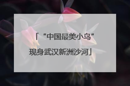 “中国最美小鸟”现身武汉新洲沙河
