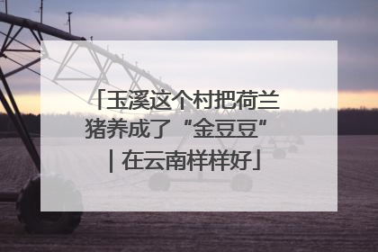 玉溪这个村把荷兰猪养成了“金豆豆”｜在云南样样好