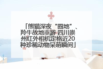 熊猫深夜“圈地”、羚牛故地重游 四川崇州红外相机定格近20种珍稀动物呆萌瞬间