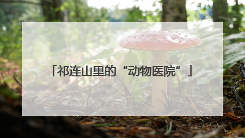 祁连山里的“动物医院”
