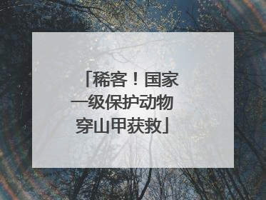 稀客！国家一级保护动物穿山甲获救