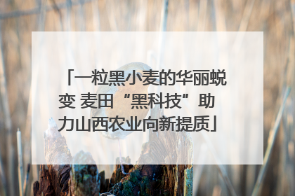 一粒黑小麦的华丽蜕变 麦田“黑科技”助力山西农业向新提质