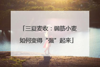 三夏麦收：弱筋小麦如何变得“强”起来