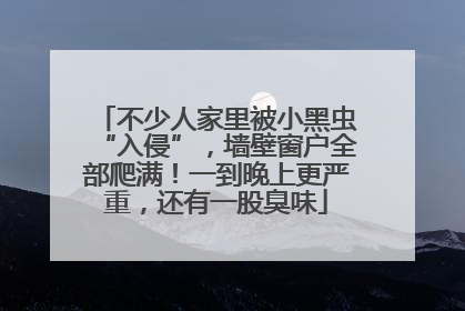 不少人家里被小黑虫“入侵”，墙壁窗户全部爬满！一到晚上更严重，还有一股臭味