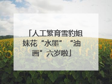 人工繁育雪豹姐妹花“水墨”“油画”六岁啦