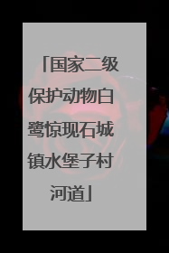 国家二级保护动物白鹭惊现石城镇水堡子村河道