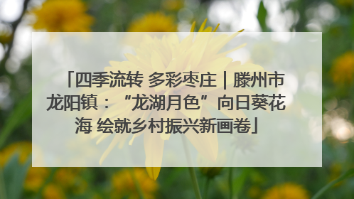 四季流转 多彩枣庄｜滕州市龙阳镇：“龙湖月色”向日葵花海 绘就乡村振兴新画卷