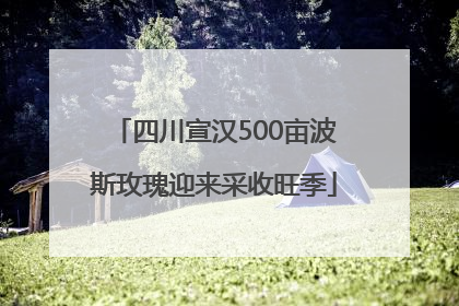 四川宣汉500亩波斯玫瑰迎来采收旺季