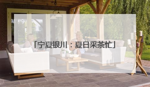 宁夏银川：夏日采茶忙