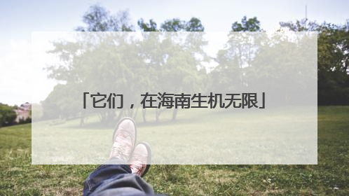 它们，在海南生机无限