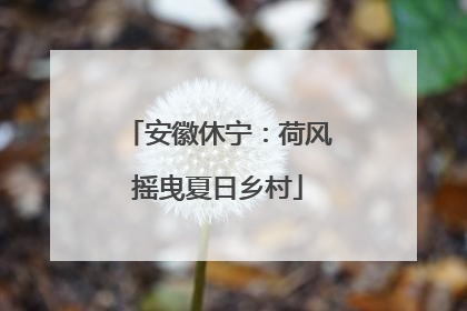安徽休宁：荷风摇曳夏日乡村