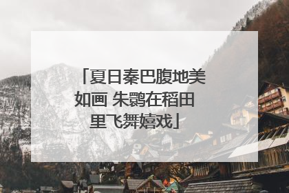 夏日秦巴腹地美如画 朱鹮在稻田里飞舞嬉戏