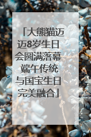 大熊猫迈迈8岁生日会圆满落幕 端午传统与国宝生日完美融合