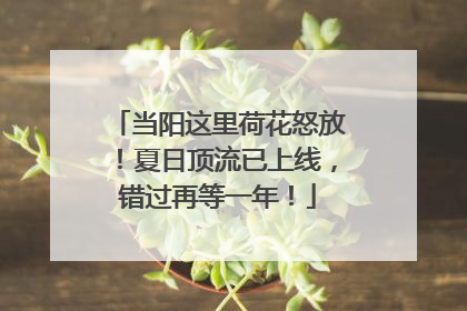当阳这里荷花怒放！夏日顶流已上线，错过再等一年！