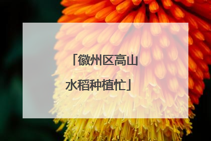 徽州区高山水稻种植忙