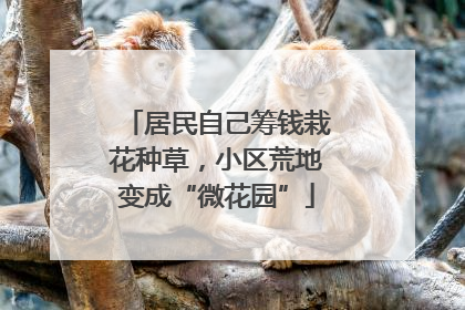 居民自己筹钱栽花种草，小区荒地变成“微花园”