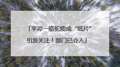 平潭一骆驼瘦成“纸片”引发关注！部门已介入