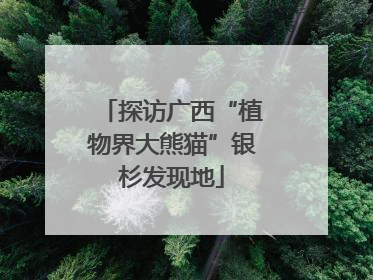 探访广西“植物界大熊猫”银杉发现地