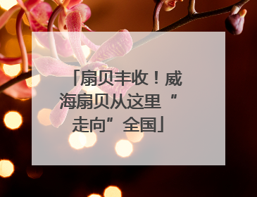 扇贝丰收！威海扇贝从这里“走向”全国