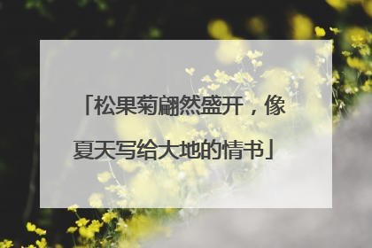 松果菊翩然盛开，像夏天写给大地的情书