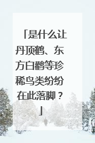 是什么让丹顶鹤、东方白鹳等珍稀鸟类纷纷在此落脚？