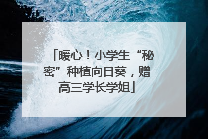 暖心！小学生“秘密”种植向日葵，赠高三学长学姐