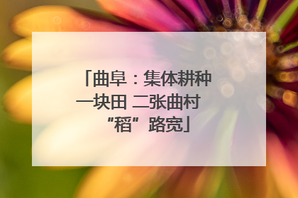 曲阜：集体耕种一块田 二张曲村“稻”路宽