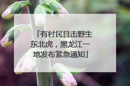 有村民目击野生东北虎，黑龙江一地发布紧急通知
