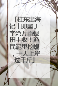 桂东出海记丨即墨丁字湾万亩蚬田丰收！渔民泥里挖蚬，一天上岸过千斤