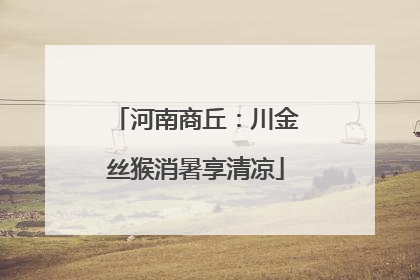 河南商丘：川金丝猴消暑享清凉