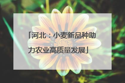 河北：小麦新品种助力农业高质量发展
