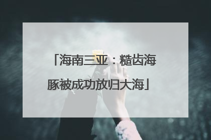 海南三亚：糙齿海豚被成功放归大海