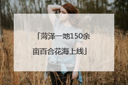 菏泽一地150余亩百合花海上线