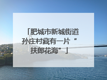 肥城市新城街道孙庄村藏有一片“扶郎花海”