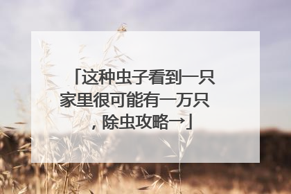 这种虫子看到一只家里很可能有一万只，除虫攻略→