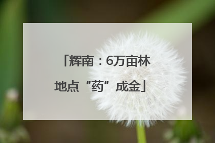 辉南：6万亩林地点“药”成金