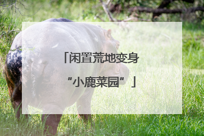 闲置荒地变身“小鹿菜园”