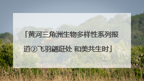 黄河三角洲生物多样性系列报道②飞羽翩跹处 和美共生时