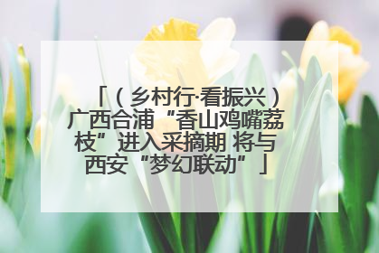 （乡村行·看振兴）广西合浦“香山鸡嘴荔枝”进入采摘期 将与西安“梦幻联动”